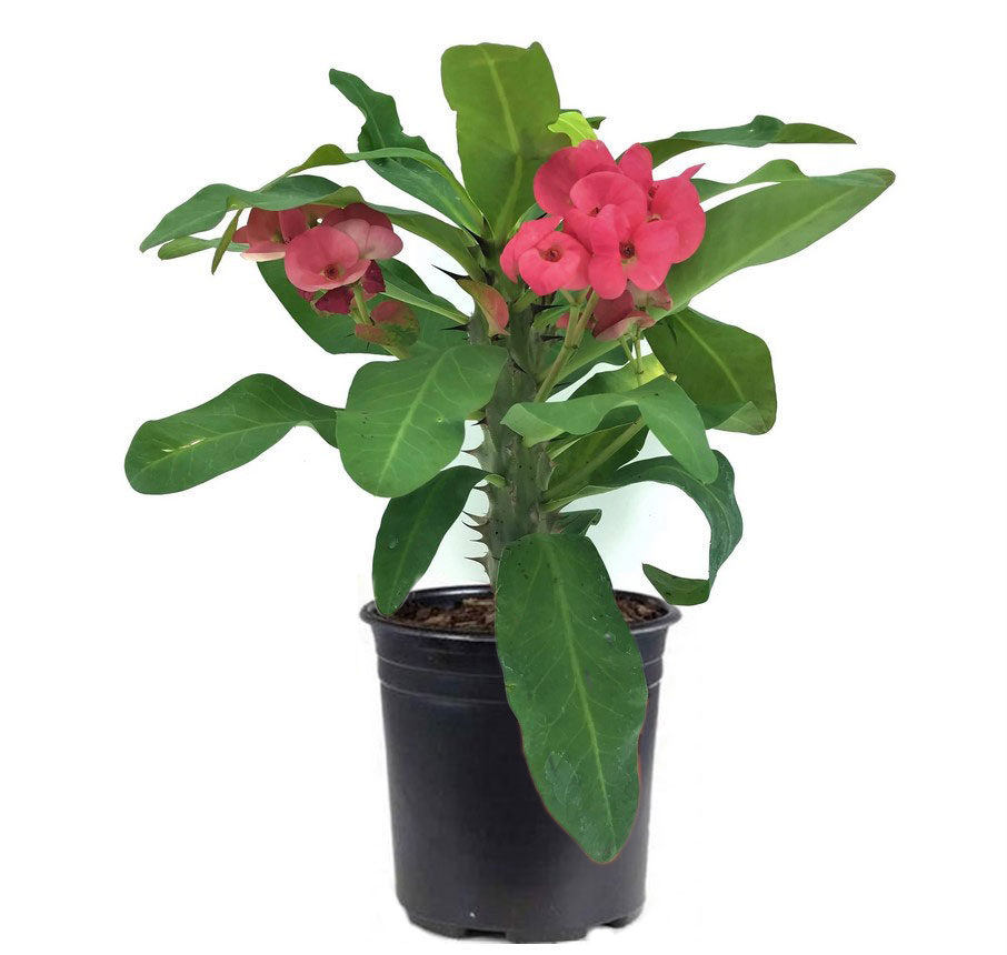 مرجان گل درشت